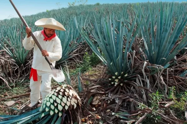 que-hacer-en-Tequila-Jalisco